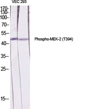 MEK-2 (phospho-Thr394) antibody