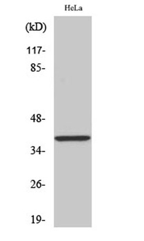 MEK-3 (phospho-Ser218) antibody