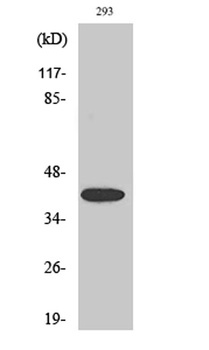 MEK-4 (phospho-Ser80) antibody