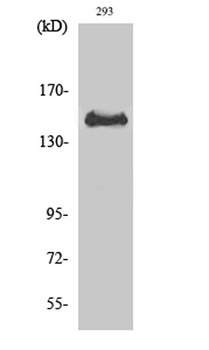 Met (phospho-Tyr1349) antibody