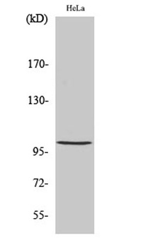 NF kappa B-p105 (phospho-Ser893) antibody