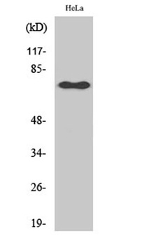 NF kappa B-p65 (phospho-Ser529) antibody