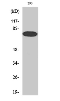 NFκB-p65 (phospho Thr254) rabbit pAb