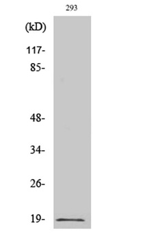 Op18 (phospho Ser16) rabbit pAb