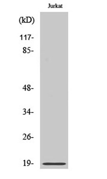 Op18 (phospho Ser25) rabbit pAb