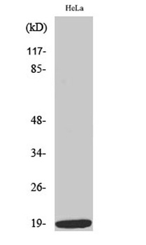 Op18 (phospho-Ser38) antibody