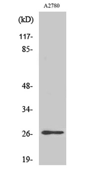 p27 (phospho-Ser10) antibody