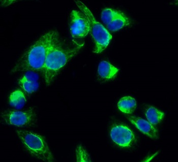 p38 (phospho Thr180) rabbit pAb