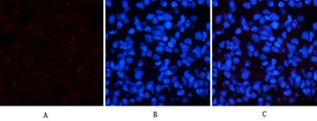 p38 (phospho Thr180) rabbit pAb Antibody