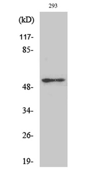 p53 (phospho-Ser315) antibody