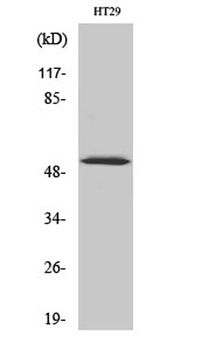 p53 (phospho Ser33) rabbit pAb Antibody