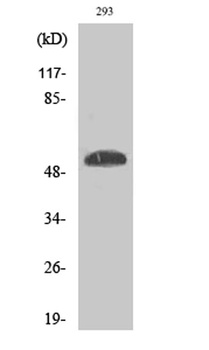 p53 (phospho-Ser46) antibody