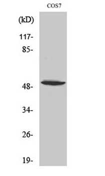 p53 (phospho Ser6) rabbit pAb