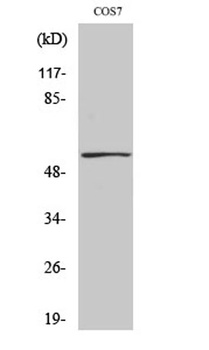p53 (phospho-Ser9) antibody