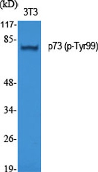 p73 (phospho-Tyr99) antibody