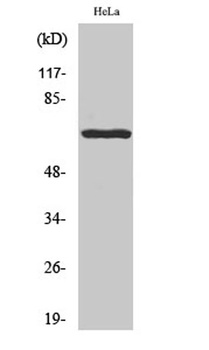 Paxillin (phospho-Tyr118) antibody