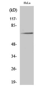 Paxillin (phospho-Tyr31) antibody