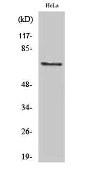 Paxillin (phospho-Tyr88) antibody