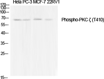 PKC zeta (phospho-Thr410) antibody