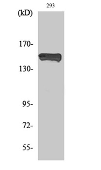 PLC γ1 (phospho Tyr783) rabbit pAb