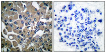 PLC γ1 (phospho Tyr783) rabbit pAb Antibody