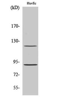 PR (phospho Ser190) rabbit pAb