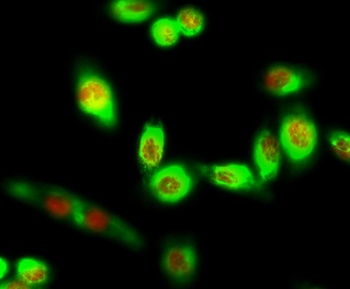 Rb (phospho-Ser780) antibody