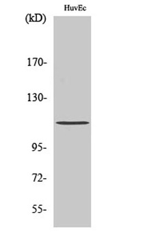 Rb (phospho Ser807) rabbit pAb