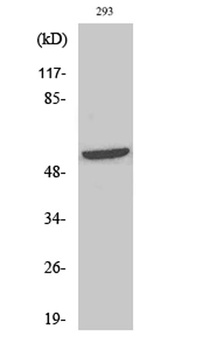 Shb (phospho Tyr246) rabbit pAb