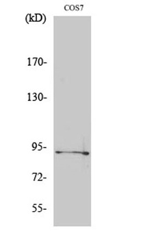 Sp1 (phospho-Thr739) antibody