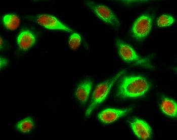 Stat1 (phospho Tyr701) rabbit pAb