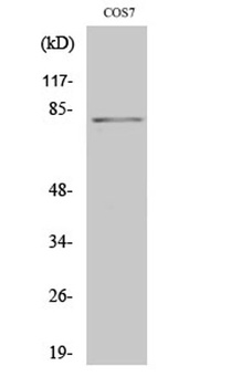 Stat4 (phospho Tyr693) rabbit pAb