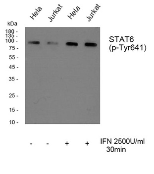 Stat6 (phospho Tyr641) rabbit pAb