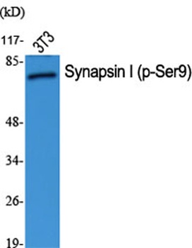 Synapsin I (phospho-Ser9) antibody