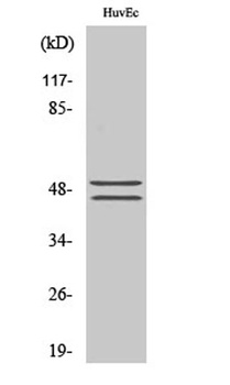 VASP (phospho Ser157) rabbit pAb