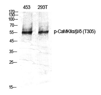 CaMKII alpha/beta/delta (phospho-Thr305) antibody