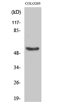p53 (phospho-Ser37) antibody