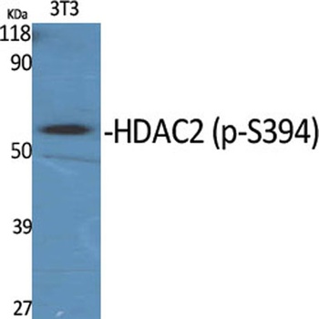 HDAC2 (phospho-Ser394) antibody