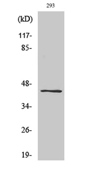 Ephrin-B1/2 (phospho-Tyr330) antibody