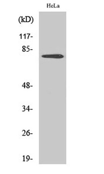 Btk (phospho-Tyr551) antibody
