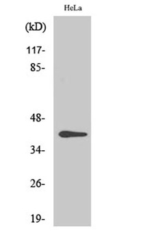 CKR-5 (phospho-Ser349) antibody