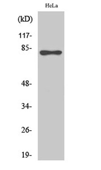 Rad17 (phospho-Ser645) antibody