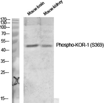 KOR-1 (phospho-Ser369) antibody