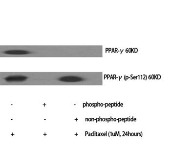 PPAR-gamma (phospho-Ser112) antibody