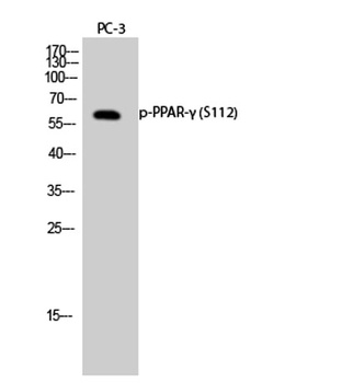 PPAR-γ (phospho Ser112) rabbit pAb Antibody
