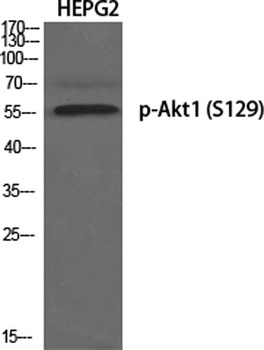 Akt1 (phospho Ser129) rabbit pAb Antibody