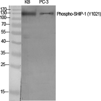 SHIP-1 (phospho-Tyr1021) antibody