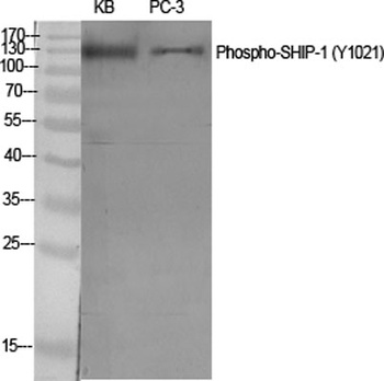 SHIP-1 (phospho Tyr1021) rabbit pAb