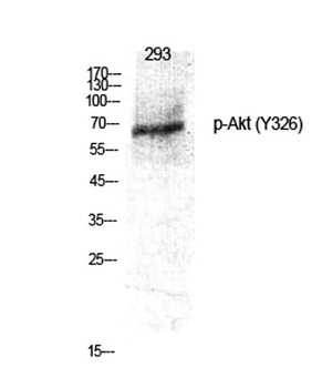 Akt (phospho-Tyr326) antibody