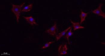 NOS3 (phospho-Ser1177) antibody